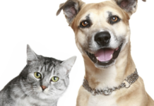 Campanha de vacinação contra a Raiva em cães e gatos segue em caráter permanente