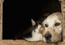 Prefeitura abre período de inscrições para castração gratuita de cães e gatos