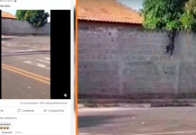 ‘Cachorro-Aranha’: cão é flagrado escalando muro de casa em Penápolis