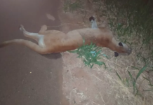 Motociclista atropela onça que invadiu rodovia na região