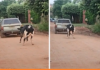 Idoso é multado em R$ 3 mil por amarrar e puxar vaca com carro em Rio Preto