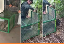 Tamanduá-bandeira é resgatado após invadir sala de campo de bocha em Uchoa