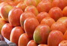 Preços do tomate, leite, cenoura, óleo, batata e pão impulsionam gastos das famílias brasileiras