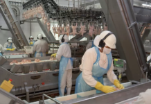 Demanda por frango cresce com aumento de preço de outras proteínas animais