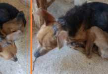 Polícia Ambiental multa tutor em R$ 3 mil após encontrar cachorro em situação de maus-tratos