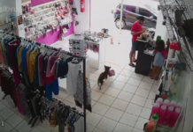 Cachorro é flagrado ‘furtando’ ursinhos de pelúcia em loja na região