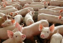 Governo lança material para prevenção da peste suína africana