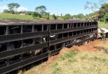 Caminhão com 81 cabeças de gado tomba e 25 animais morrem em Ilha Solteira