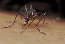 Votuporanga registra quase 6,5 mil casos de dengue no ano