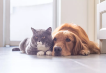 Existe momento certo para realizar a castração do seu pet? Veterinário responde