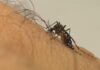 São Paulo supera número de casos e mortes por dengue registrados em 2021