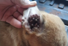 Cachorra é encontrada abandonada e com infestação de carrapatos em Fernandópolis