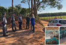 Polícia Ambiental investiga ‘desaparecimento’ de macacos em mata de Nhandeara