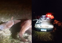 Carro atropela cavalo e mulher morre em acidente em rodovia de Araçatuba