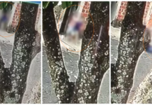 Homem mata ex-companheira esfaqueada e tenta suicídio em Santa Adélia