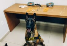 Cão farejador da PM encontra cofre com drogas e arma em casa