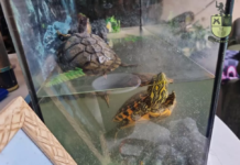 Trio é autuado em mais de R$ 70 mil por maus-tratos a animais silvestres e exóticos sem autorização