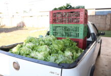 Prefeitura inicia entrega de cestas verdes com alimentos da agricultura familiar