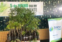 Semana do Meio Ambiente teve plantio de mudas, Dia de Campo e palestras em escolas