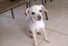 Tutora de cadela morta por pitbull diz que ataque foi rápido: ‘Não deu tempo de pegar’