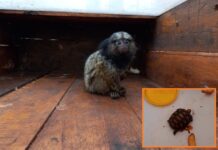 Polícia Ambiental resgata filhotes de macaco e jabuti