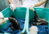 Zoológico acolhe filhotes de tamanduá-bandeira após mãe ser morta por caçadores em Votuporanga