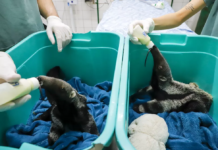 Zoológico acolhe filhotes de tamanduá-bandeira após mãe ser morta por caçadores em Votuporanga