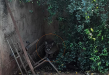 Onça-parda é sedada e capturada dentro de quintal de casa em Pereira Barreto