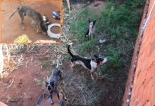 Polícia Ambiental multa homem em R$ 9 mil por maus-tratos a cachorros