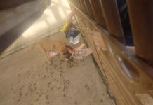 Polícia Ambiental prende homem por maus-tratos a animais em Birigui