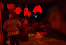 Mulher é presa, acusada de manter mais de 30 cães em situação de maus-tratos