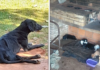 Homem é preso por manter cachorros em situação de maus-tratos em Rio Preto
