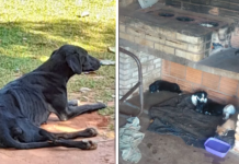 Homem é preso por manter cachorros em situação de maus-tratos em Rio Preto