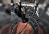 Casal de Birigui é autuado em R$ 14 mil por manter macacos-prego em cativeiro