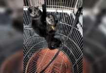 Casal de Birigui é autuado em R$ 14 mil por manter macacos-prego em cativeiro