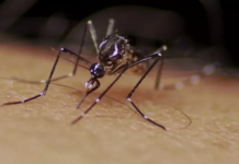 Votuporanga acumula 9 mil casos de dengue e cinco mortes em 2022