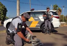 Segurando bebê de colo, mulher é presa com ‘supermaconha’ em rodovia
