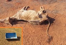 Produtor rural é multado pela segunda vez por maus-tratos a animais