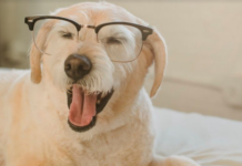 Animal na terceira idade requer mais dedicação e compreensão