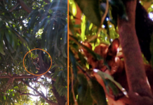 Onça-parda é flagrada em cima de árvore no Jardim Alvorada