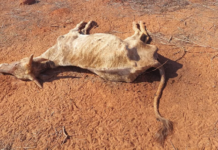 Produtor rural é multado em R$ 24 mil por maus-tratos a animais em Rubineia