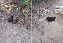 Macacos resgatados com sinais de intoxicação morrem em Rio Preto