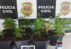 Polícia Civil apreende pés de maconha em Novo Horizonte