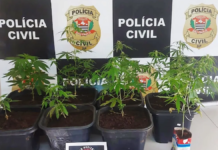 Polícia Civil apreende pés de maconha em Novo Horizonte