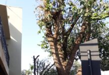 Reforma em prédio municipal sacrifica árvores de 30 anos no centro da cidade