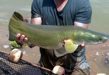Peixe amazônico pode causar desequilíbrio ambiental no Rio Grande