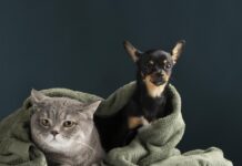 Prefeitura abre inscrições para castração gratuita de cães e gatos