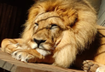 Leão do zoológico de Rio Preto morre aos 20 anos por tumor no esôfago