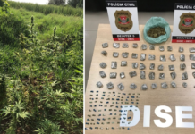Polícia Civil flagra 46 pés de maconha em chácara na região