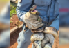 Bombeiros capturam cobras em prainha de Pereira Barreto